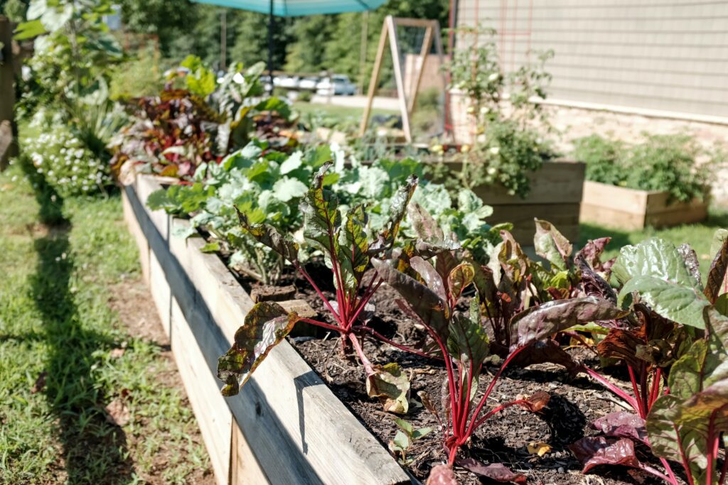 garden for sustainable eating